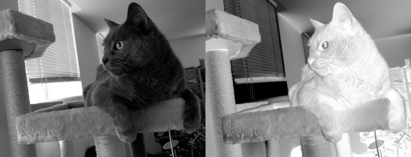 Stronger the cat, original and inverted